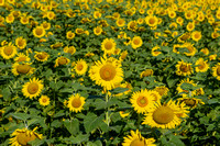 Pauley Sunflower Field 2020